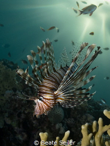 Lionfish at Sunset time by Beate Seiler 